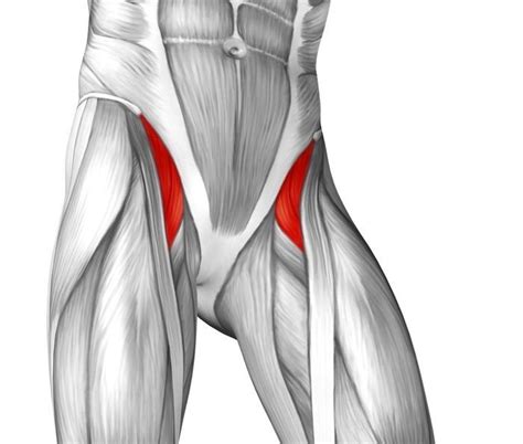 .acquire a low back injury as these muscles are key for ensuring optimal hip function, seedman directions: Pin on Fitness