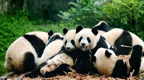 Panda Breeding Center And Historic Private Day Tour Chengdu China