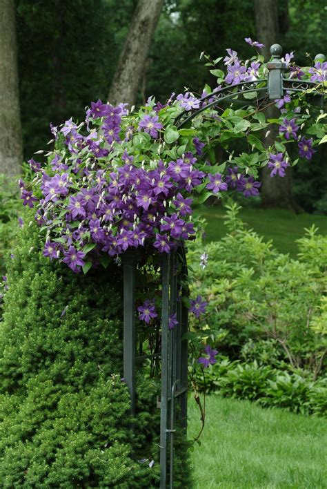 Now that you know about the perfect varieties of clematis for zone 3 and zone 4, will you plant some of these cold hardy specimens in your garden? Clematis, Jackman - TheTreeFarm.com