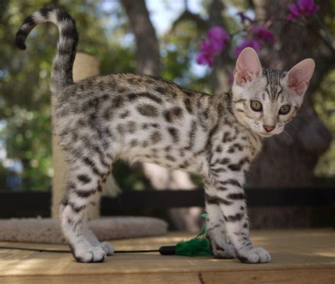 So You Want A Bengal Cat Bengal Kitten Bengal Cat Gorgeous Cats