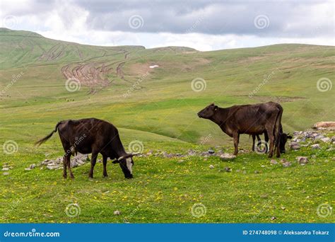 Brown Milk Cows Grazing In Grasslands Of Javakheti Plateau On
