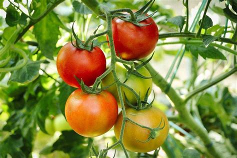 How To Grow Tomatoes At Home Agri Planting