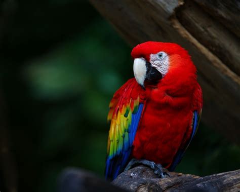 Animal Parrot Hd Wallpapers Wallpaper Cave