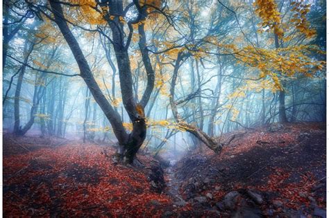 Autumn Foggy Forest Mystical Autumn Forest In Blue Fog Featuring Forest