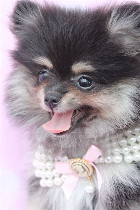 Pomeranian Puppies For Sale At Teacups Puppy Boutique Of Florida
