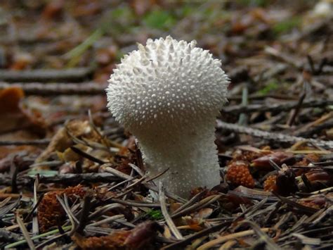 Fantastic Forest Fungi