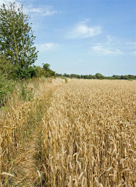 Wheat Field Free Stock Photo Public Domain Pictures