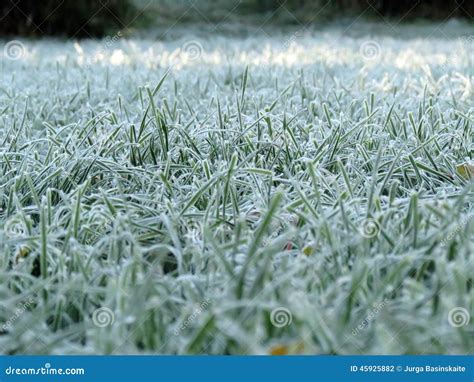 Frosted Grass Stock Photo Image Of Frost Closeup Green 45925882