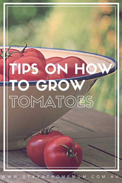 Tips On How To Grow Tomatoes Stay At Home Mum