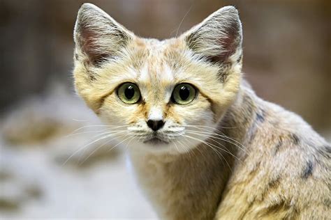 Statistics show there are more than 70 species of cats. All Types of Wild Cats and Where to See Them in the Wild