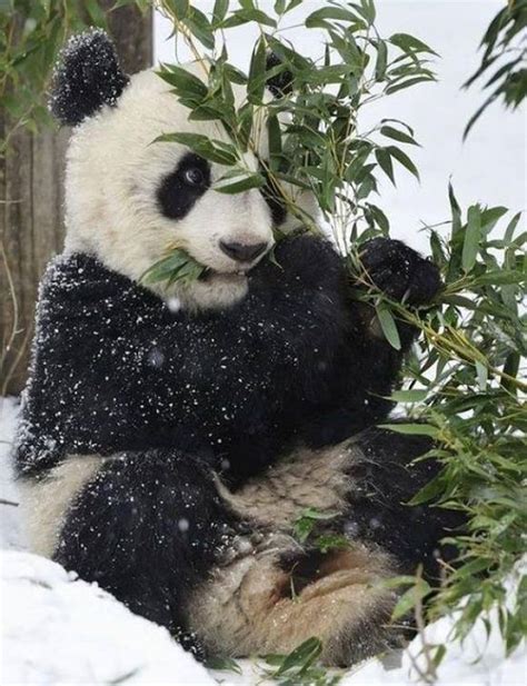 Let Me Eat Panda In Snow Panda Love Cute Panda Panda Panda Animals