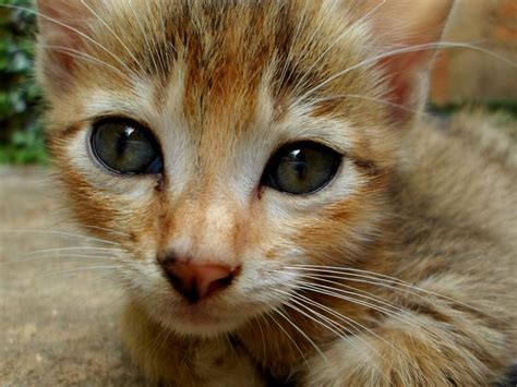 Free Picture Cute Cat Animal Eye Pet Fur Kitten Young Portrait