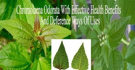 Jan 07, 2017 · uses, benefits, cures, side effects, nutrients in chromolaena odorata. 20 Ways Of Using Chromolaena Odorata With Effective Health ...