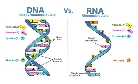 Dna Vs Rna 5 Key Differences You Need To Know 2022