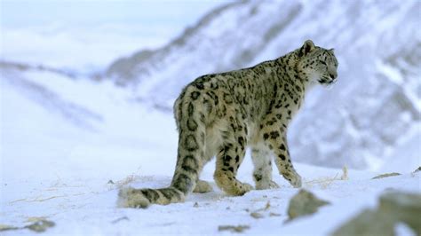 Snow Leopards Face New Climate Change Threat Bbc News