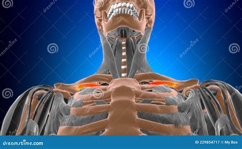 Subclavius Muscle Anatomy For Medical Concept 3d Stock Illustration