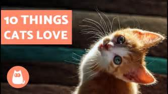 10 Things Cats Love Youtube