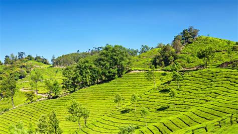 15 Best Places To Visit In Munnar Kerala Updated 2023 Tour My India