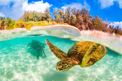 The Best Snorkeling Spots In Oahu