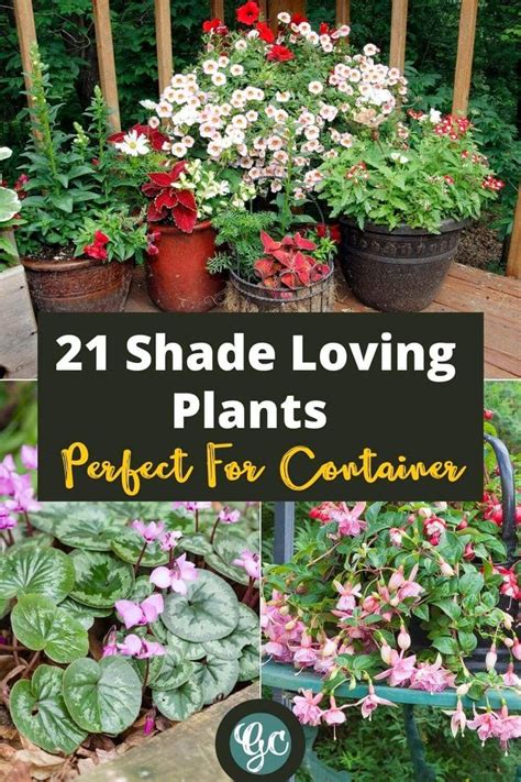Potted Shade Flowers 20 Great Shade Loving Plants For Containers In