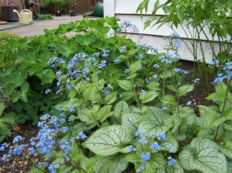 Photo Of The Entire Plant Of Brunnera Brunnera Macrophylla Jack Frost