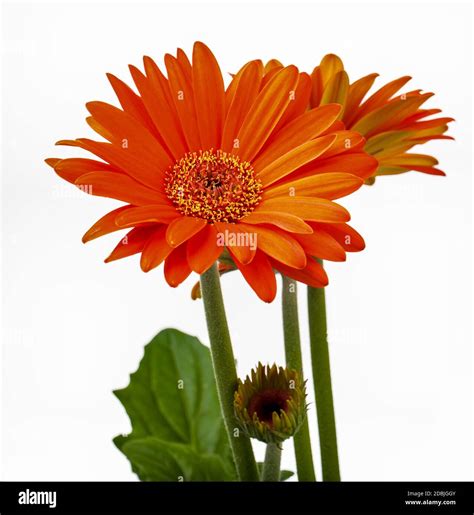 Orange Gerbera Daisy With Both Full Flower And Bud Stock Photo Alamy