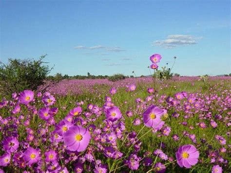 Mirasoles Flower Field Nature Natural Landmarks