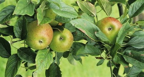 How To Grow Apple Trees From Cuttings