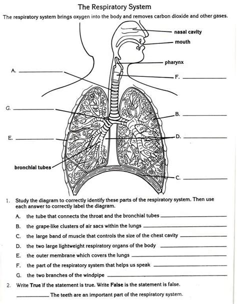 Respiratory System Worksheets For Kids Worksheets Master