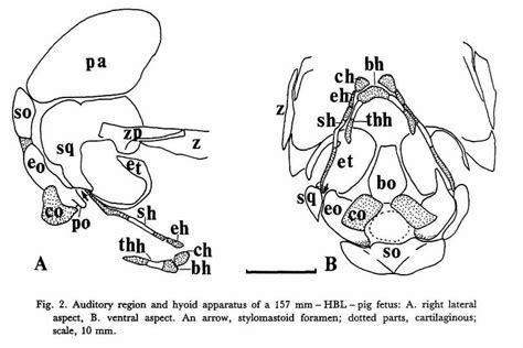 Auditory Region And Hyoid Apparatus Of Pigs A A 658 Mm Hbl Fetus