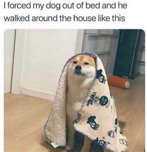 30 Dog Memes That Are Sure To Make You Smile Cutesypooh Cute