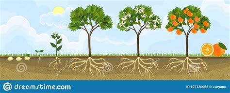 Life Cycle Of Orange Tree Stages Of Growth From Seed And Sprout To