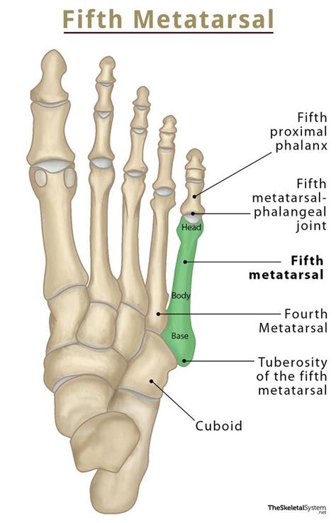 Fifth Metatarsal Bone Location Anatomy And Diagram
