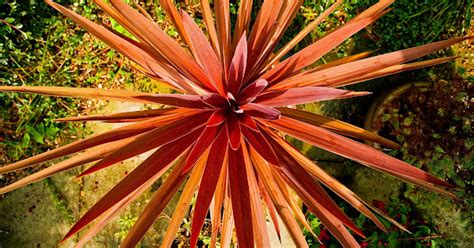 Cordyline Plant Care And Culture Travaldo S Blog