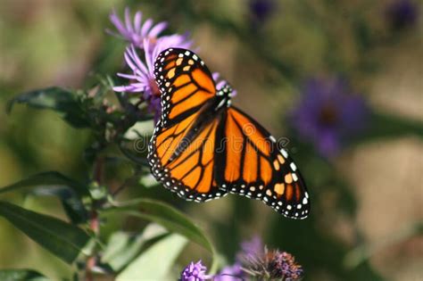 Monarch Butterfly And Wildflowers 2022 Vii Stock Photo Image Of