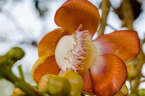 Flowers Of Shorea Robusta Also Known As Sal Sakhua Or Shala Tree This