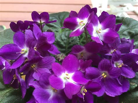 Check spelling or type a new query. African Violet Light Requirements - rePotme