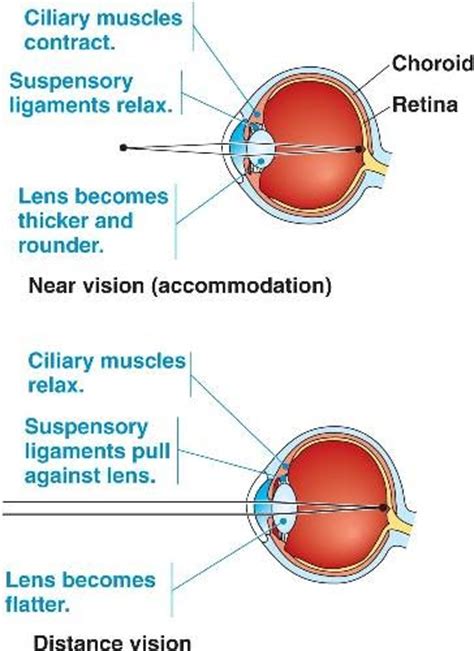 Niks Igcse Biology 287 Understand The Function Of The Eye In