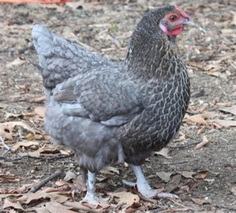 Barred plymouth blue rock chicken. Blue Plymouth Rock Chickens | Showing Modern Game Bantams ...
