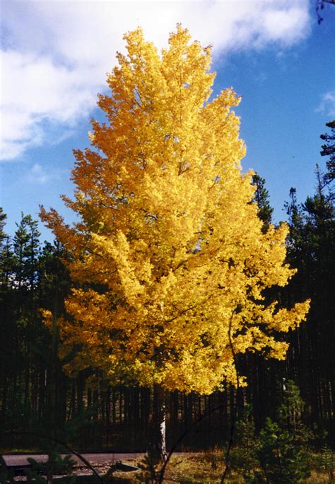 Aspen Trees in Yellow in Jasper National Park, Alberta, Canada image ...