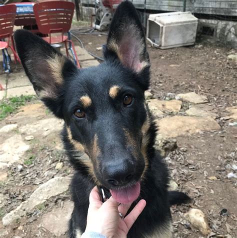 German Shepherd Rescue Of Central Texas Home