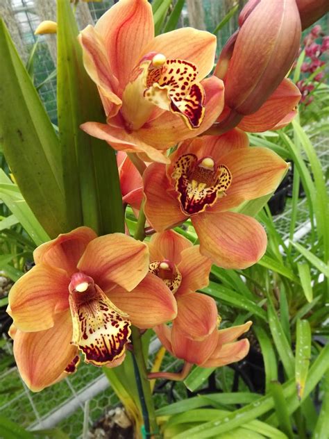 Cymbidium Orchid Orchids Cymbidium Orchids Orange Orchid