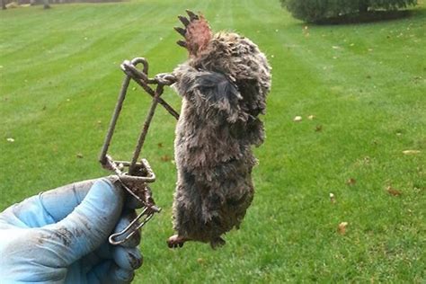 How Do You Get Rid Of Voles Moles Terrorizing Your Yard Faqs