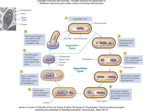 Formation And Definition Of Endospores