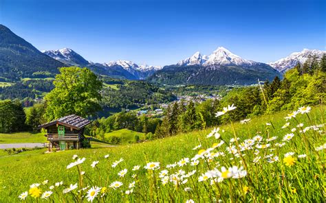 Nature Spring Meadow With Green Grass Camomile Flowers On Mountain