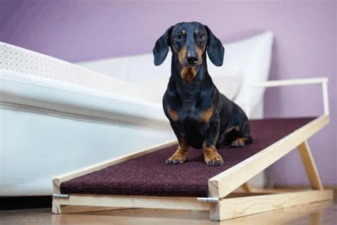 The Best Ramps For Dachshunds Dachshund Central