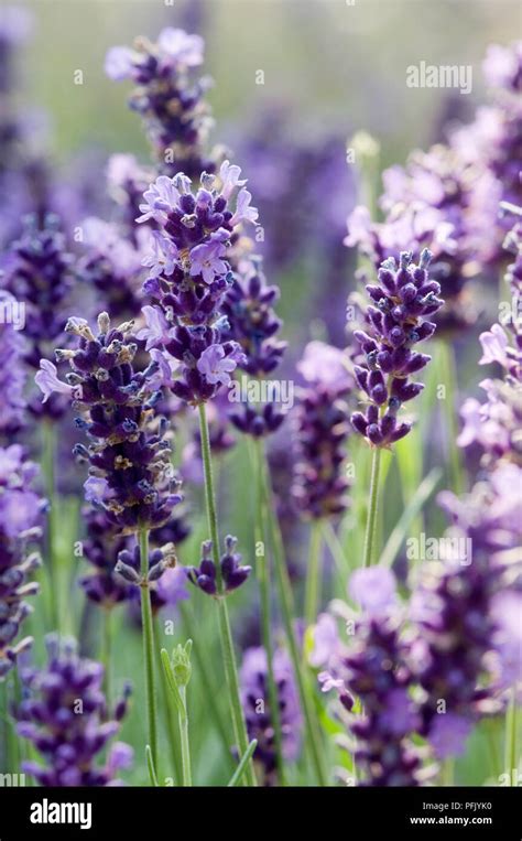 Lavandula Angustifolia Hidcote Lavender Flower Heads Close Up