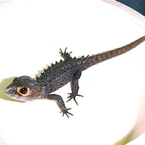 Red Eyed Crocodile Skink Babies