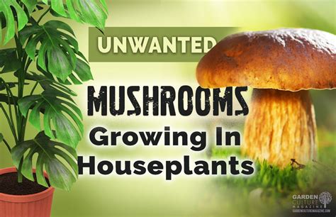 What To Do When You Find Mushrooms Growing In Your Houseplants Garden