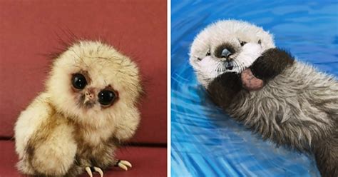 Check our list of the most adorable baby animals for that much needed 'awwww' in your day. 25 Of The Cutest Baby Animals Of All Time | BuzzNick
